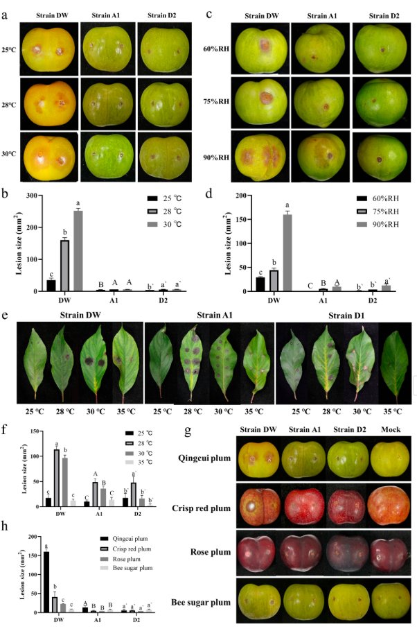 Plants_MDPI's tweet image. 🍑 A novel brown spot disease in plums was identified in China, caused by Colletotrichum nymphaeae and Fusarium spp.—with fluazinam emerging as the most effective control agent.

🔗 Read more: brnw.ch/21wZAxE

#PlantPathology #CropProtection