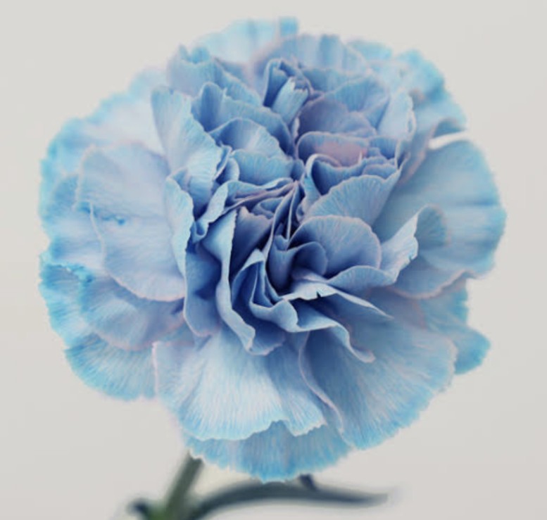 <a href="/takeshima_staff/">竹島宏 Hiroshi Takeshima【公式】</a> 宏さん こんばんは💐

宏さんの安定感のあるボーカル
優しく語りかけるような歌唱
聴く側に感動と
深い印象を残してくれる
いつもありがとうございます🩷

明日のYouTube生配信と
ツイキャス生配信🎵
画面越しでも
嬉しくて楽しみです🩷

今日も遅くまでお疲れ様でした
微力だけど応援します📣
#竹島宏