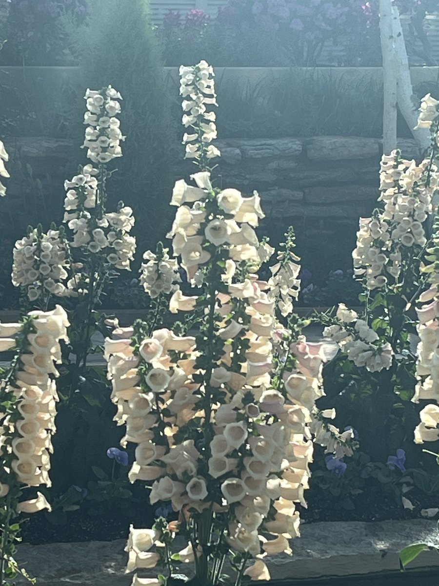 Park Bugle tweet media