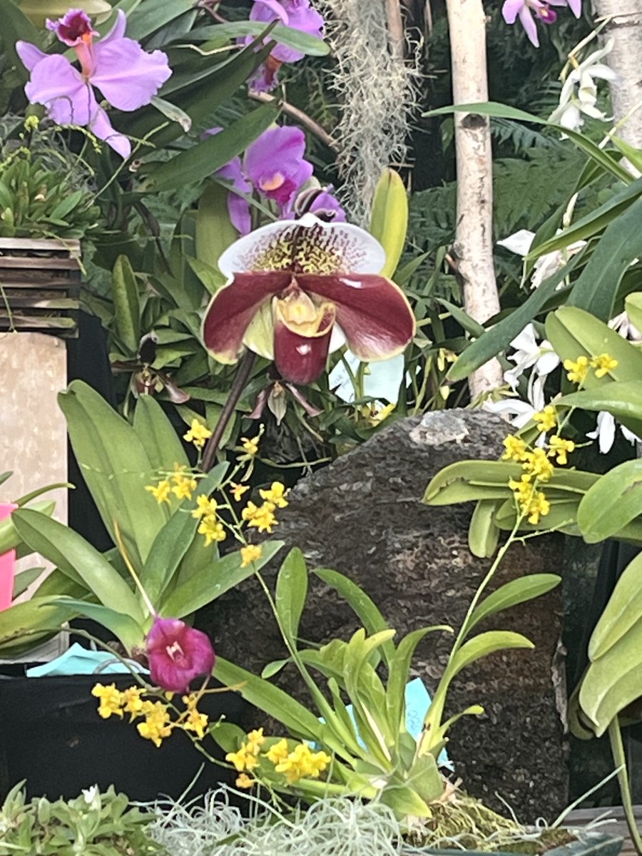 Park Bugle tweet media