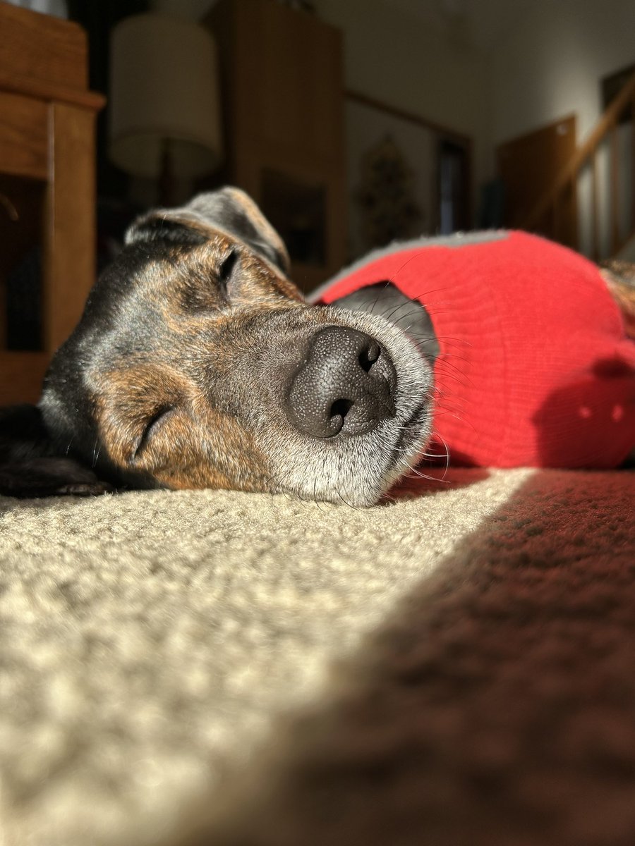 HounddogZenith's tweet image. Sunshine snoozles are my plan for the day. Have a great start to the week pals. ☀️ 
#MondayMotivation