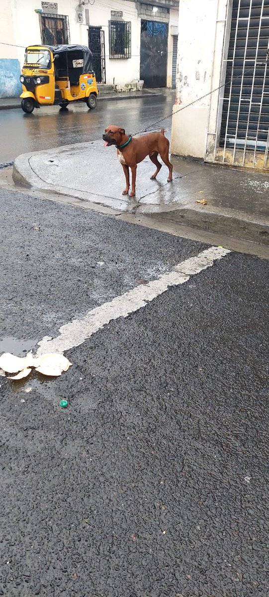 EmergenciasEc's tweet photo. #DenunciaCiudadana
En el sector de Bastión Popular Bloque 2, a la altura del mercado municipal, tienen a este perro amarrado todo el día sin comer, aguantando sol y lluvia. https://t.co/cXZQvJQLNl