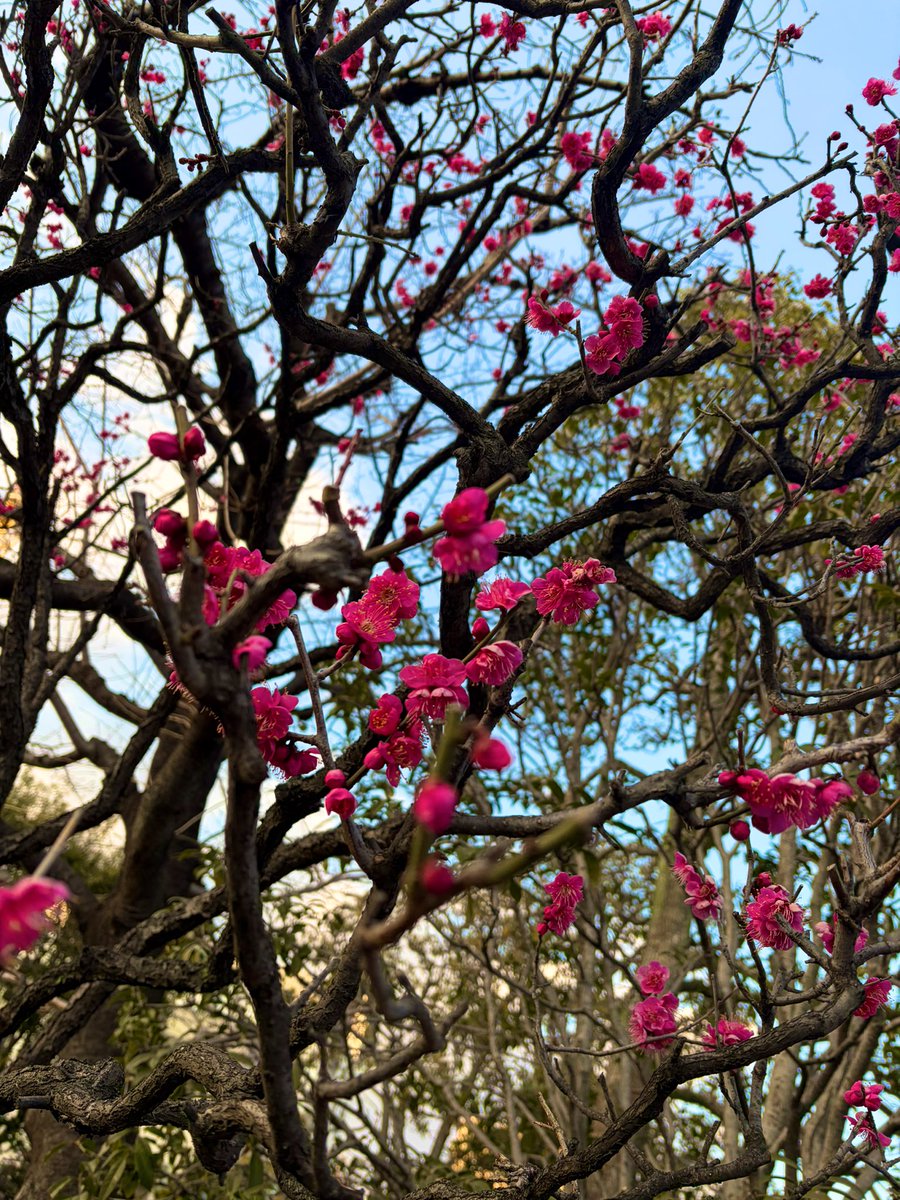 浅草寺近くの梅の花。
可愛くて美しくて。
はやく暖かくなんないかな。
桜にも会いたい🌸