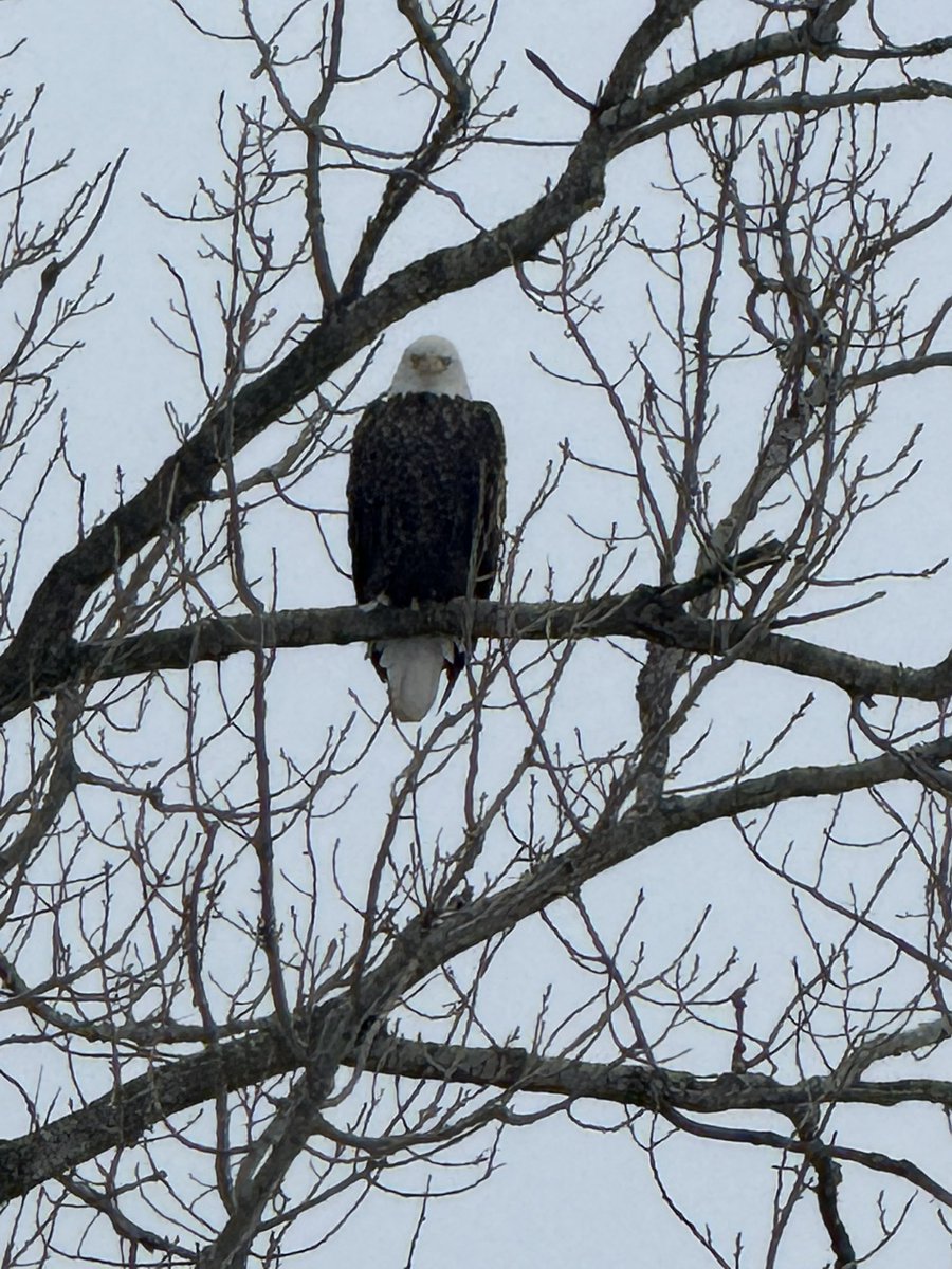 Bald Eagle spotted along IL-159 near Dorsey Illinois this morning <a href="/SteveTempleton/">Steve Templeton</a> <a href="/scottontvKSDK/">Scott Connell on KSDK</a> <a href="/fox2ch/">Chris Higgins</a> <a href="/MattBednarWX/">Matt Bednar</a> <a href="/DarrenLeedsWx/">Meteorologist Darren Leeds</a> <a href="/jacobdickeywx/">Jacob Dickey, WCIA 3 News</a> <a href="/spann/">James Spann</a>