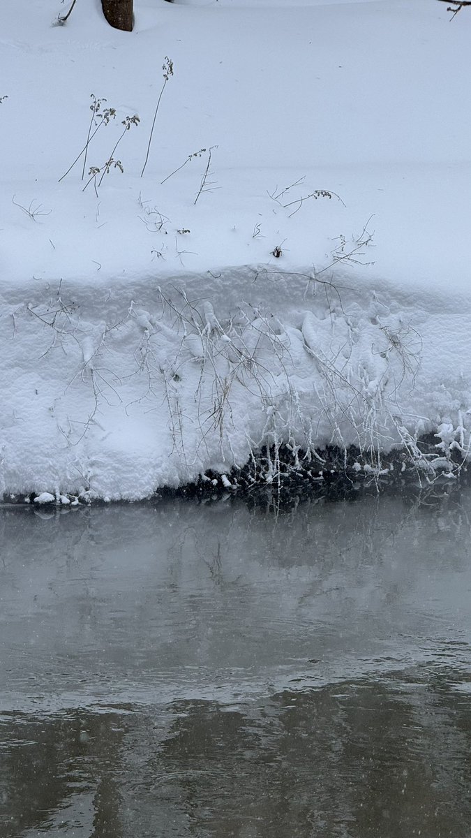 Tata Bach tweet media