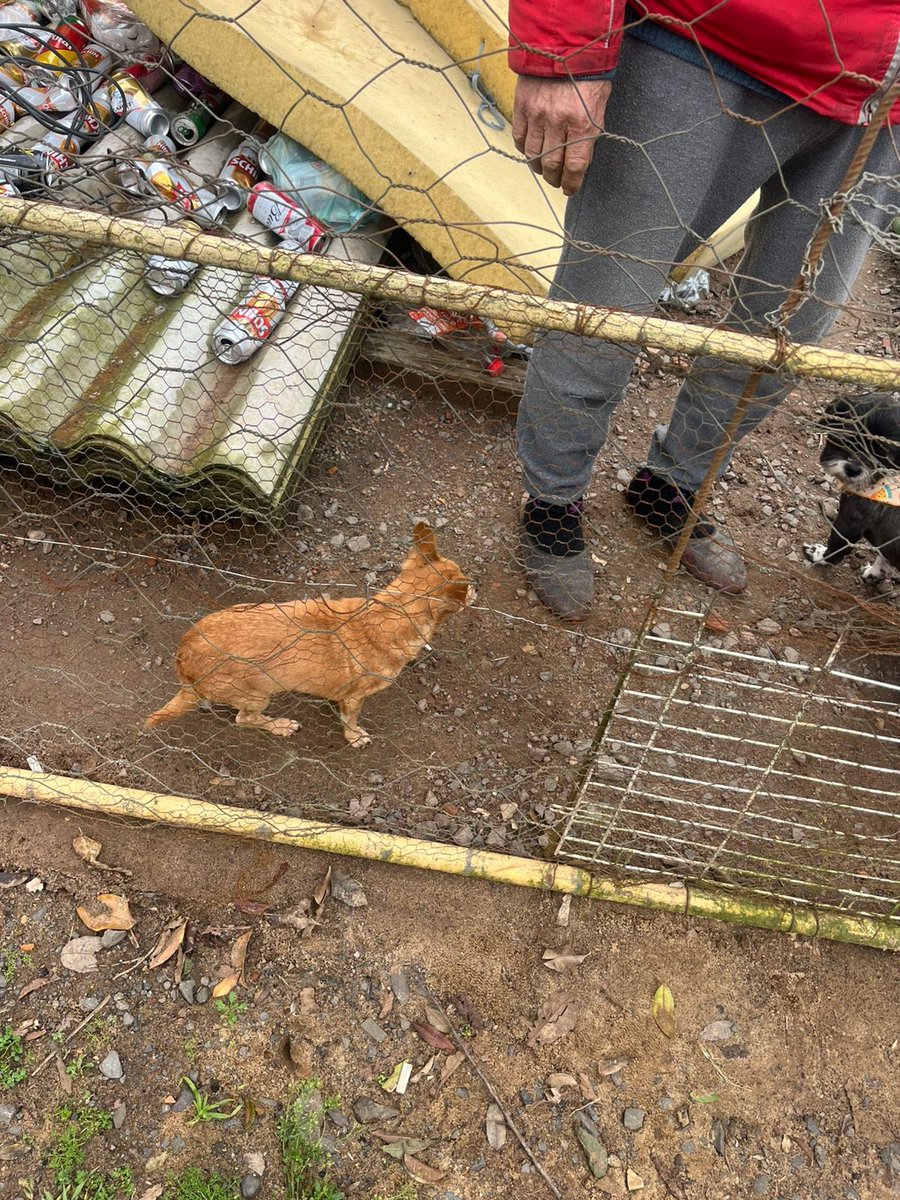 PESSOAL, CAUSA ANIMAL! 🚨

Essa é a Bel, eu resgatei ela de um catador de lixo, ficou muito tempo amarrada no tempo (pegando chuva) e ela esta com bronquite por conta disso. 

Orcei os remédios para o tratamento e vai sair no valor de 179,80. 

PRESTO CONTAS 

PIX CPF 04337134026