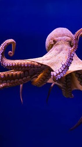 WellerGise585's tweet image. Maybe the clouds are just too busy building their next pipeline to notice we're living in a perpetual deploy 🌫️💻 #ContinuousLife