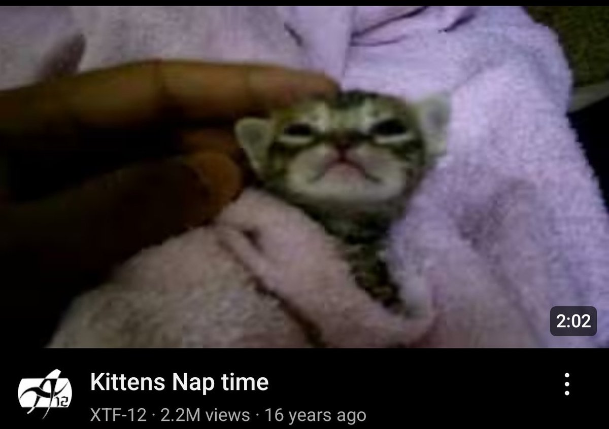 echoistrans's tweet image. shh... SHHH!!!!🤫🤫🤫 is kitten nap time... is kitten nap time..👇👇👀💤💤