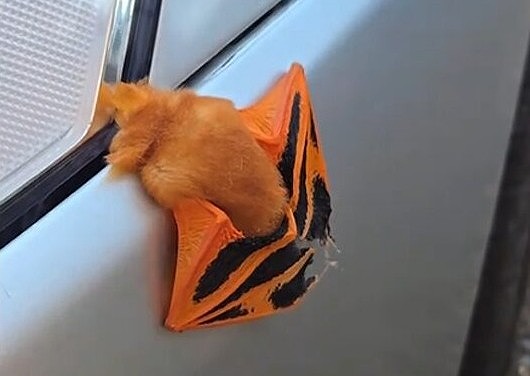 葉っぱかと思ったら…」タイで絶滅危惧種を車で死亡さす。それでも人々