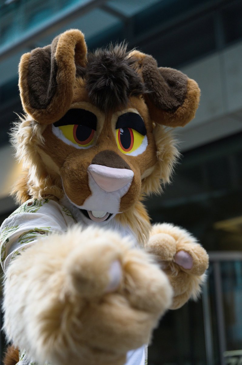 Faolán Canidae tweet media