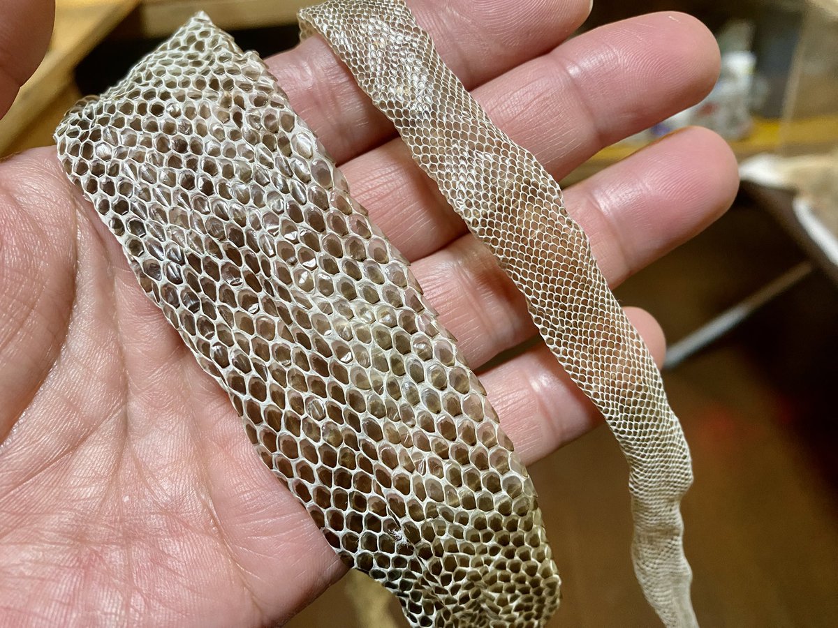 飼ってるアオダイショウ?の1番大きいやつと1番小さいやつの脱皮 