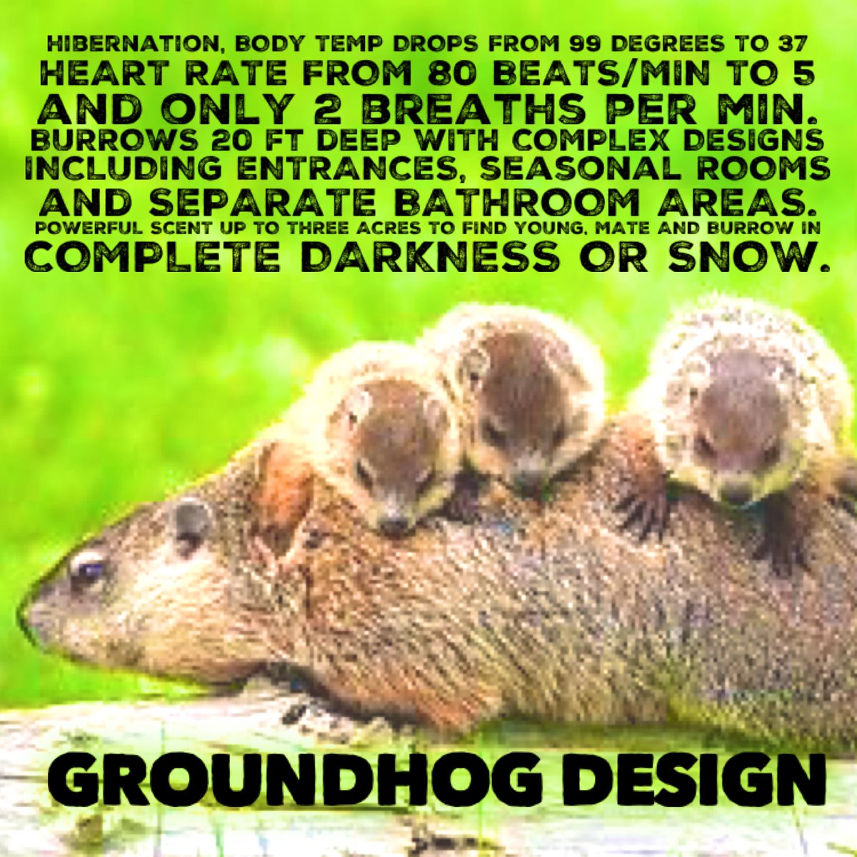 GenesisTruths's tweet photo. "Ask the animals and they'll teach you; Who doesn't know the Hand of the LORD has done this?"
~Job 12:7-10 
#creation #Creator #GroundhogDay #groundhogs https://t.co/Jnck2tQRNj