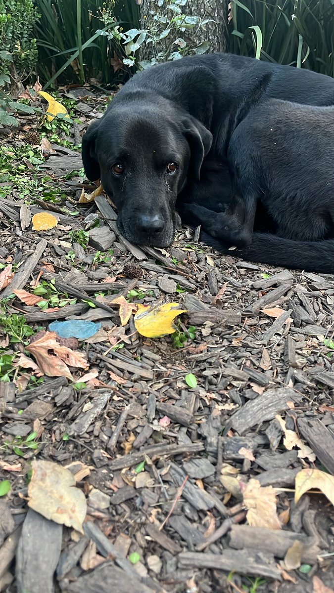 Perro macho encontrado en el parque acacias. Está en resguardo. Se busca a sus familiares. 
#perroperdido
#benitojuarez
#acacias