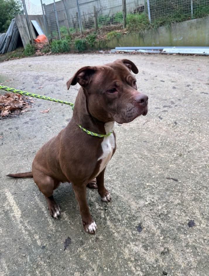 SOS fourrière Ile de France ⚠️⚠️ Sauvons la vie de Lina (8 ans et demi, non catégorisée) Karolyne PA facebook.com/share/p/14TpJi…