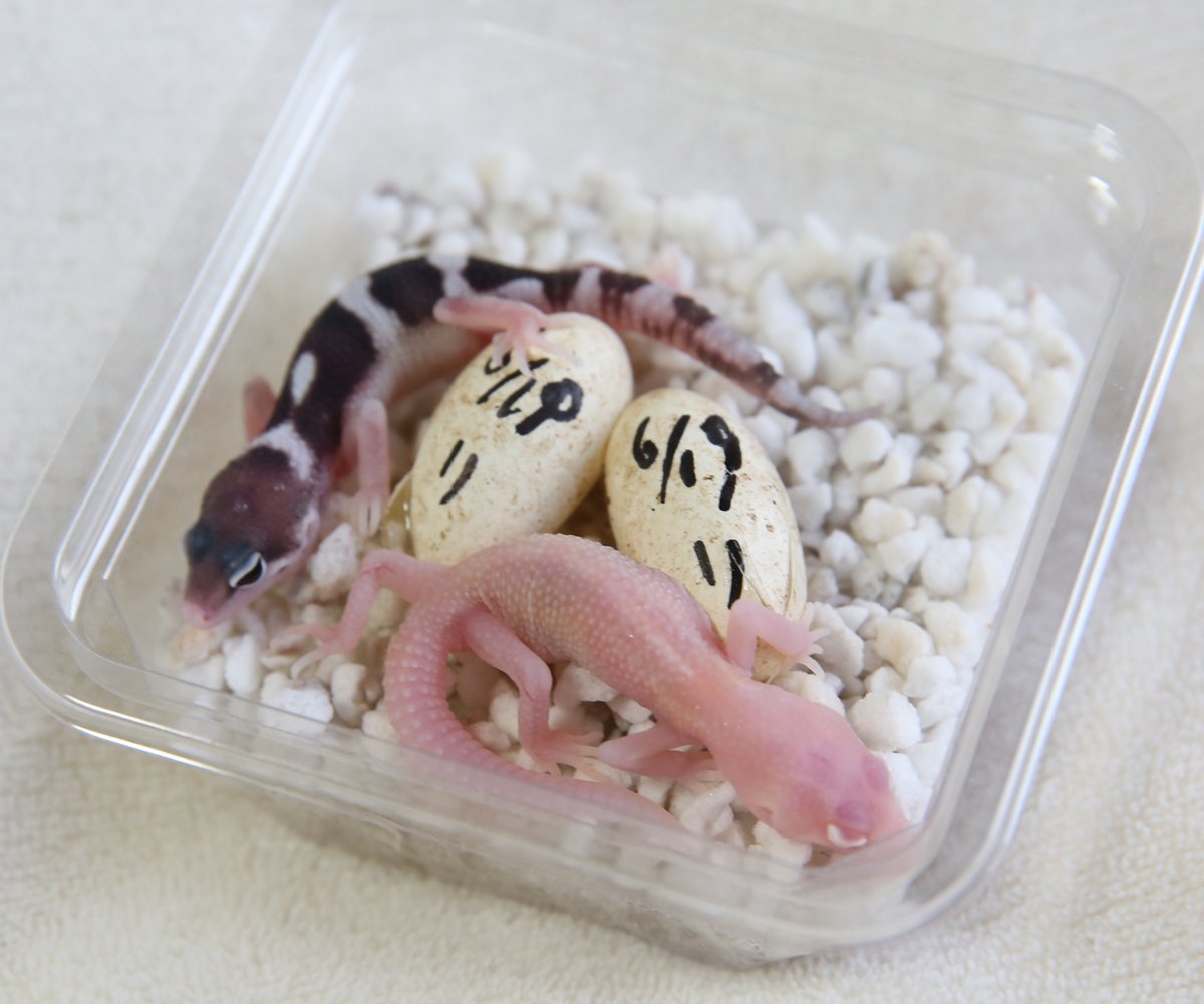 AffectionRep's tweet image. さっき寝てたら酷い夢を見た。
引っ越し先でとりあえず置いておいた卵をすっかり忘れていて（数か月とか）ニシアフとレオパ3匹とピンマみたいな謎の虫がケースで勝手に湧いてそこいら中ウニョウニョ這い出てていつから置いてたんだ？！って慌ててプリンカップと掃除機を探すという夢。
ふー。