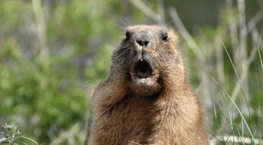 Happy Groundhog Day. Whether Punxsutawney Phil sees his shadow or not, spring will eventually get here and warmer days are coming! KMI