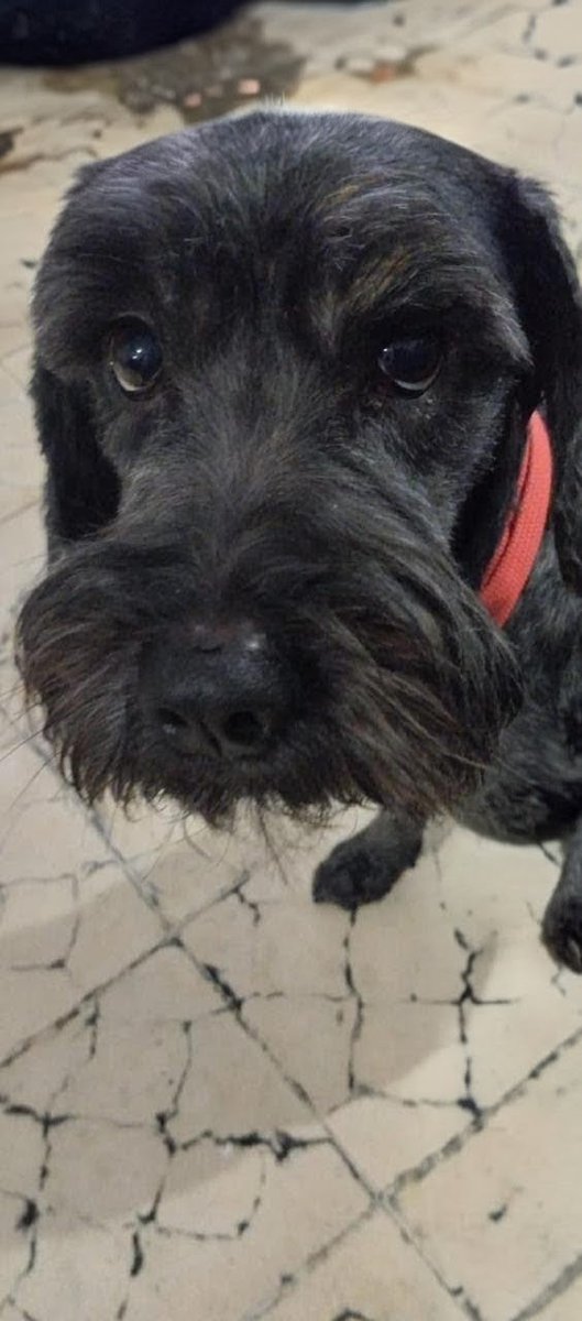 Nadie le quiere y a pesar de No haber hecho nada malo , le despreciaron Ahora sin tener donde ir se pregunta que será de él , sería tan feliz si alguien preguntará por él 
Por favor ayúdame a que pueda tener 1 🏡 , Mañana lo sacan de pensión pues ya No puedo pagarla más 😔 CDMX🐾