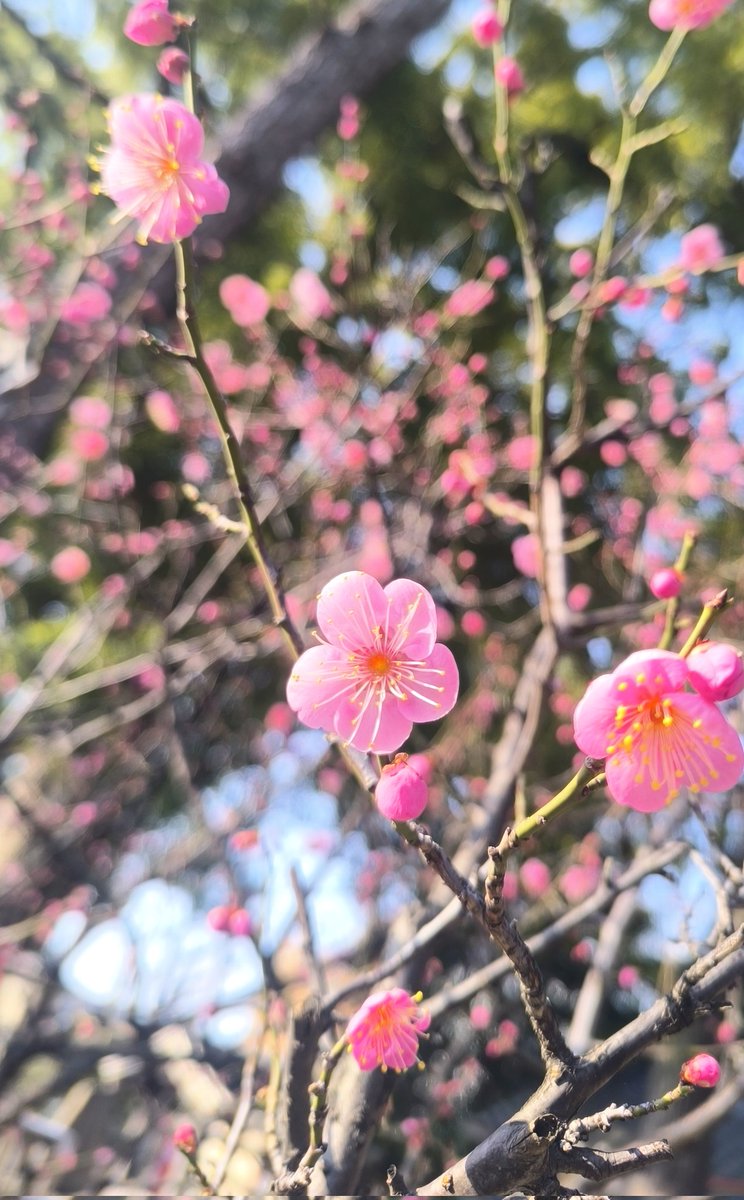 梅の花
ちんまりちんまり咲いてて嬉しくなる
もう少ししたら暖かくなってくんだな