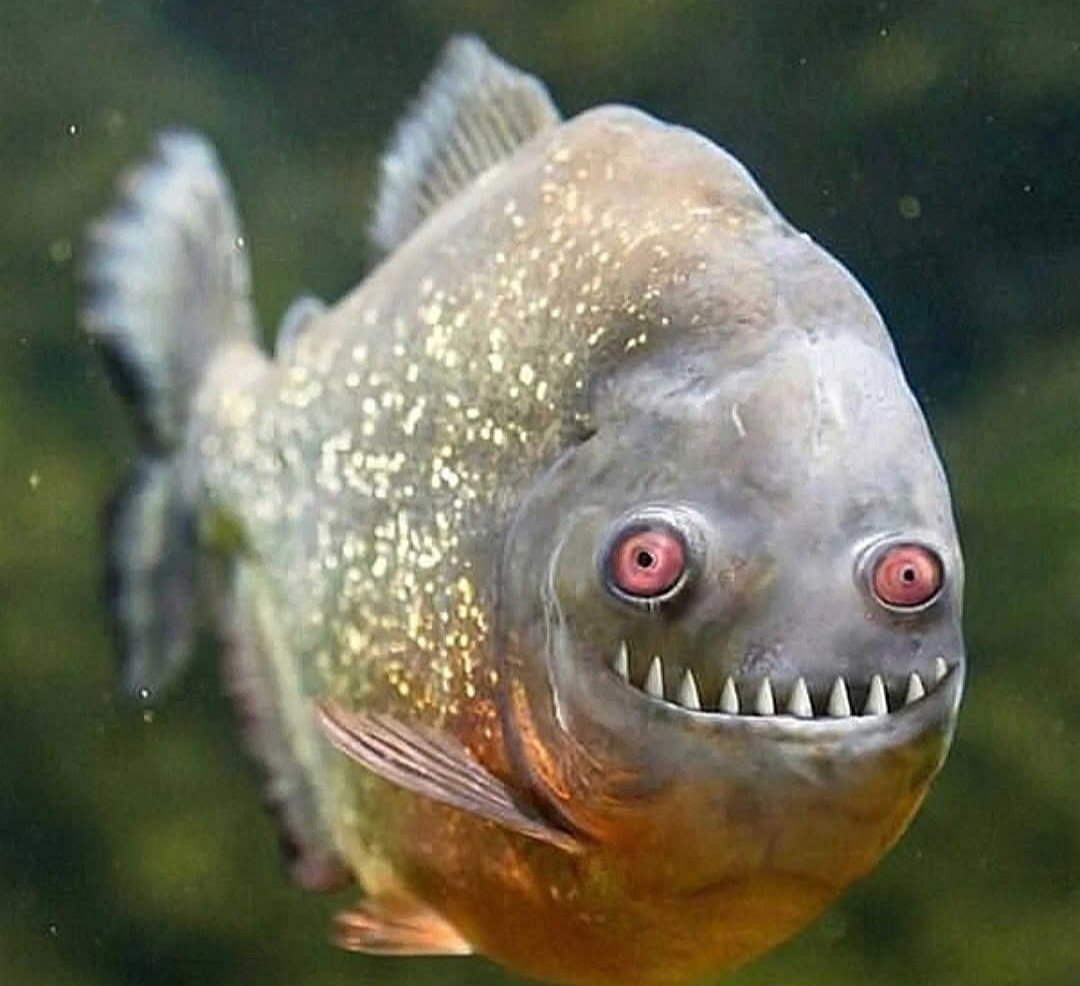 Johnny Cadillac tweet media