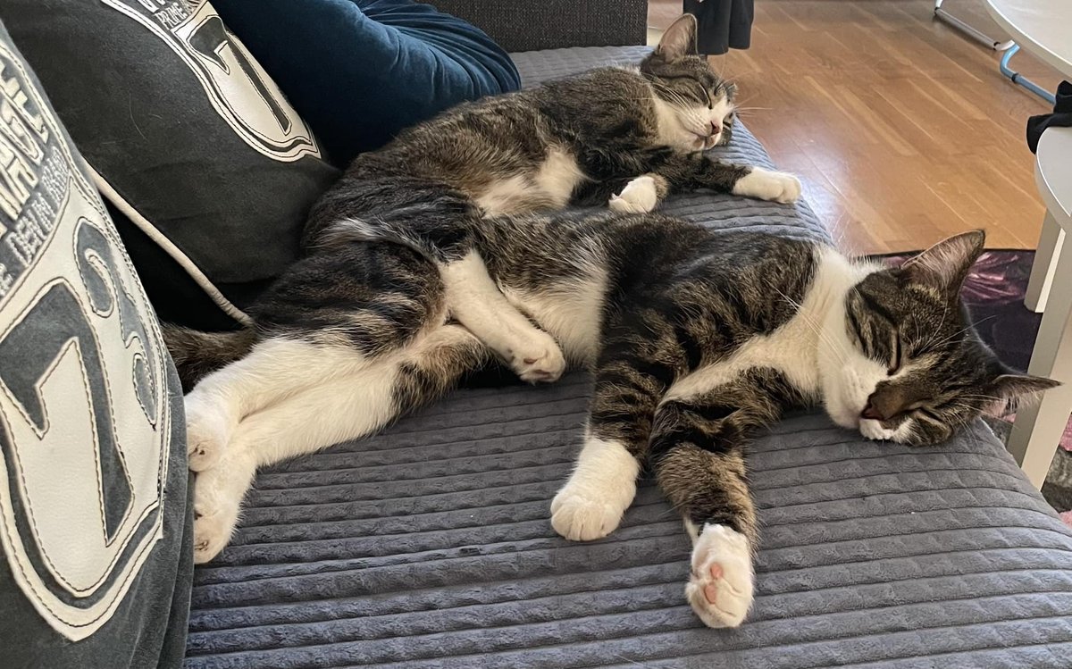 Swede2x's tweet image. looking for moots! &amp;lt;3   
- he/him, 22, eu
- cs2,valo,dbd,arc raiders
- joji,sb,peep,sleep token
- anime,horror,music
- always sleepy

- ♡ ノ ↻ to be moots (mdni)
#promotwt #moothunt #gamingtwt #anitwt