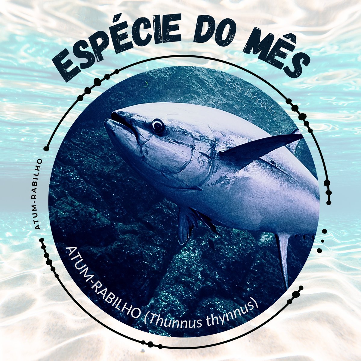 SIBIC | Iberian Society of Ichthyology tweet media