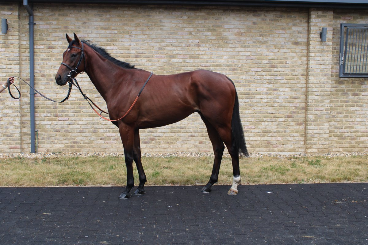 William Knight Racing tweet media