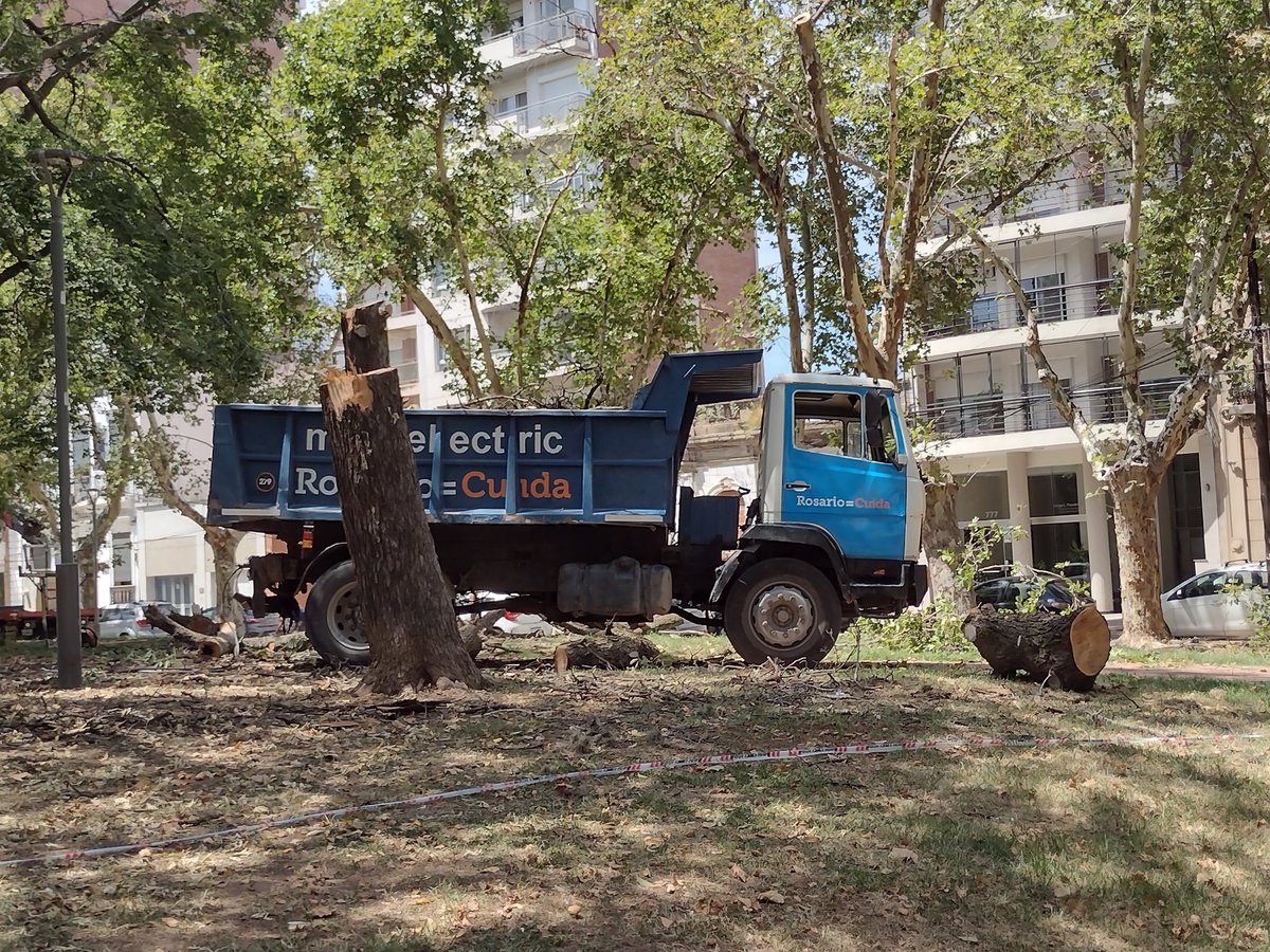 NuestrosArboles's tweet image. Vecinos comparten imágenes de tala de árboles en Plaza López.
@AmbienteyEP  @pablojavkin ¿pueden indicar el motivo de la intervención y compartir las autorizaciones correspondientes? 🌳
#rosario plaza