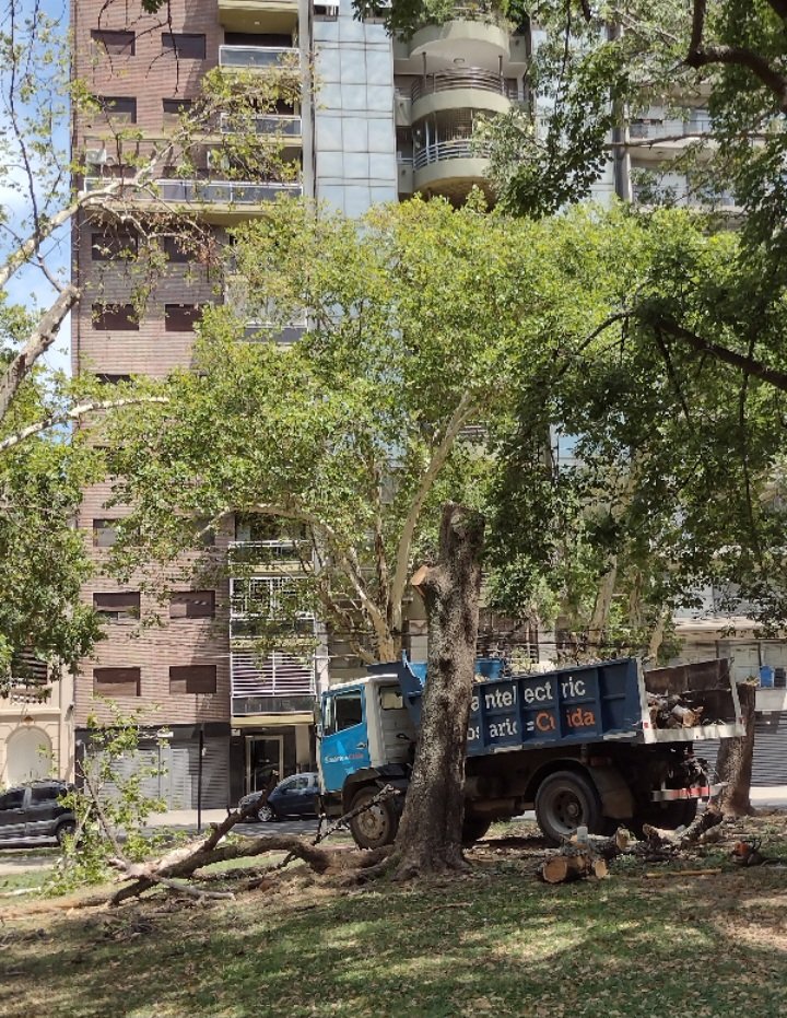 NuestrosArboles's tweet image. Vecinos comparten imágenes de tala de árboles en Plaza López.
@AmbienteyEP  @pablojavkin ¿pueden indicar el motivo de la intervención y compartir las autorizaciones correspondientes? 🌳
#rosario plaza