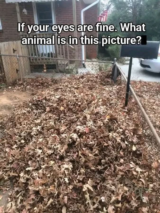 What animal?