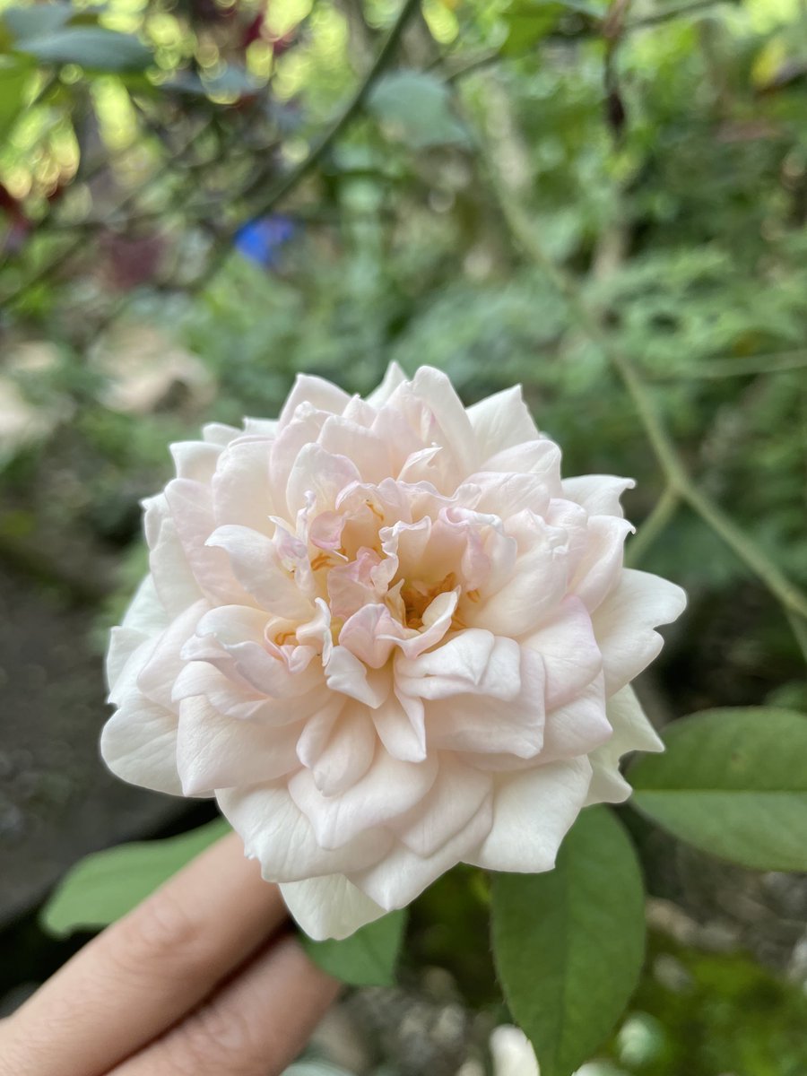 LhiaAngela's tweet photo. Ohh mengapa, bunga di taman hatiku hanya satu… ohh menghilang bunga kesayanganku di ambil orang :( https://t.co/0zXidU3p9c