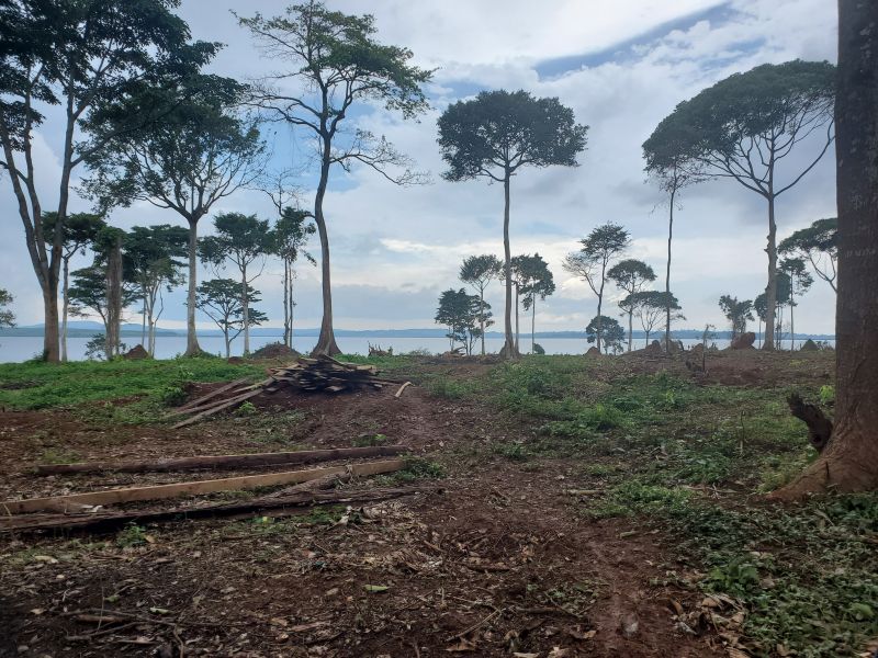 emasadistributr's tweet photo. Once a lush sanctuary, Gobero Forest in Mpatta was home to ancient Prunus africana trees and wildlife. After it was felled, displaced monkeys now raid nearby farms, leaving farmers helpless. This is climate injustice. Gobero’s farmers deserve urgent support and action. 🌍✊ https://t.co/bWL6CYMPLS
