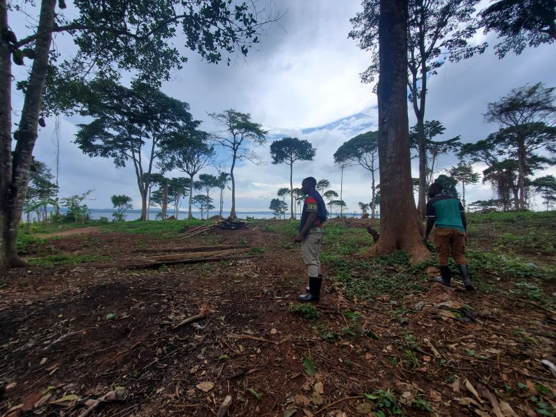 emasadistributr's tweet photo. Once a lush sanctuary, Gobero Forest in Mpatta was home to ancient Prunus africana trees and wildlife. After it was felled, displaced monkeys now raid nearby farms, leaving farmers helpless. This is climate injustice. Gobero’s farmers deserve urgent support and action. 🌍✊ https://t.co/bWL6CYMPLS
