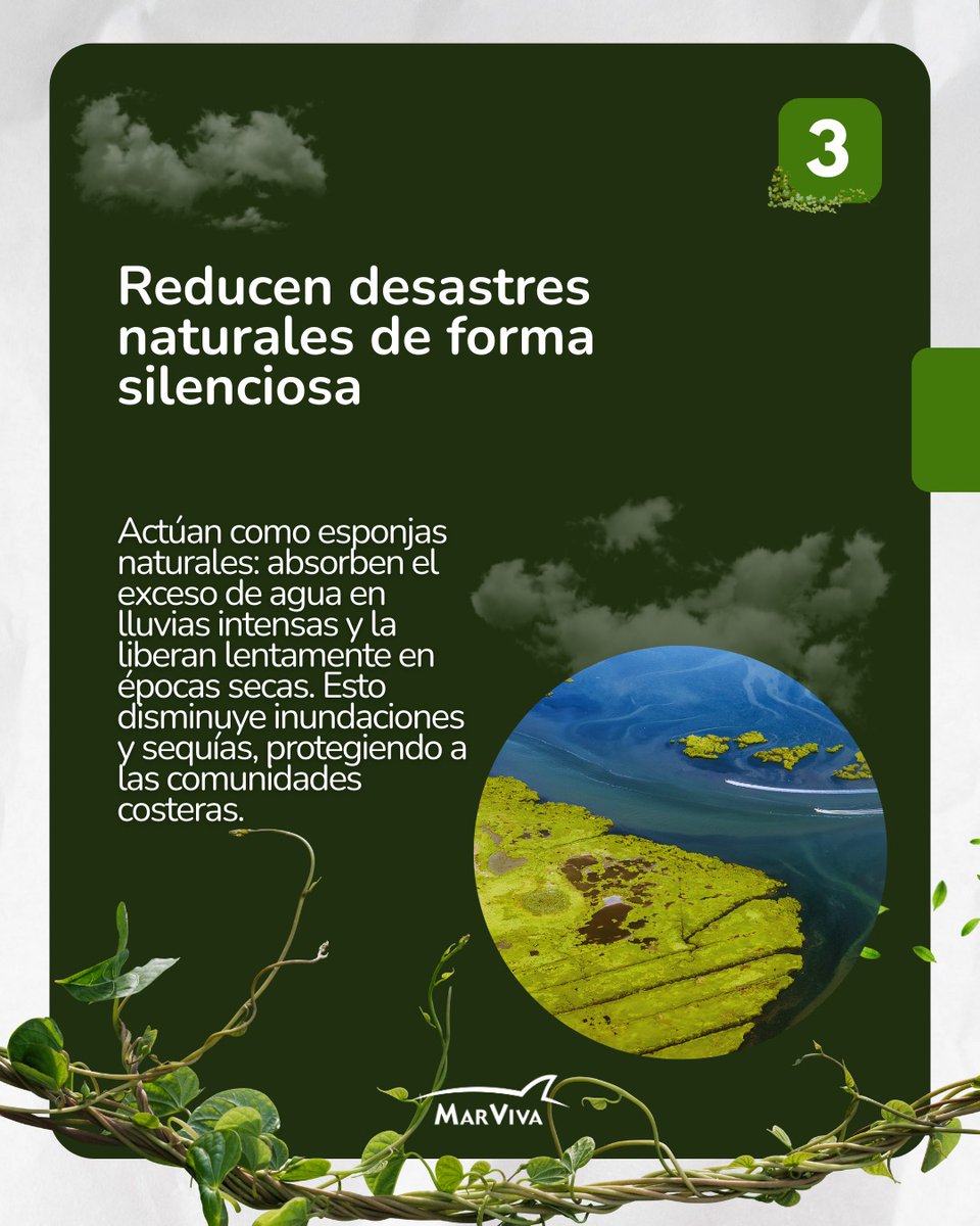 Hoy, en el Día Internacional de los Humedales, destacamos su papel esencial para la vida: almacenan y filtran agua, amortiguan inundaciones, capturan carbono y son refugio de miles de especies. Conservarlos no es opcional — es clave para la resiliencia de nuestros territorios.