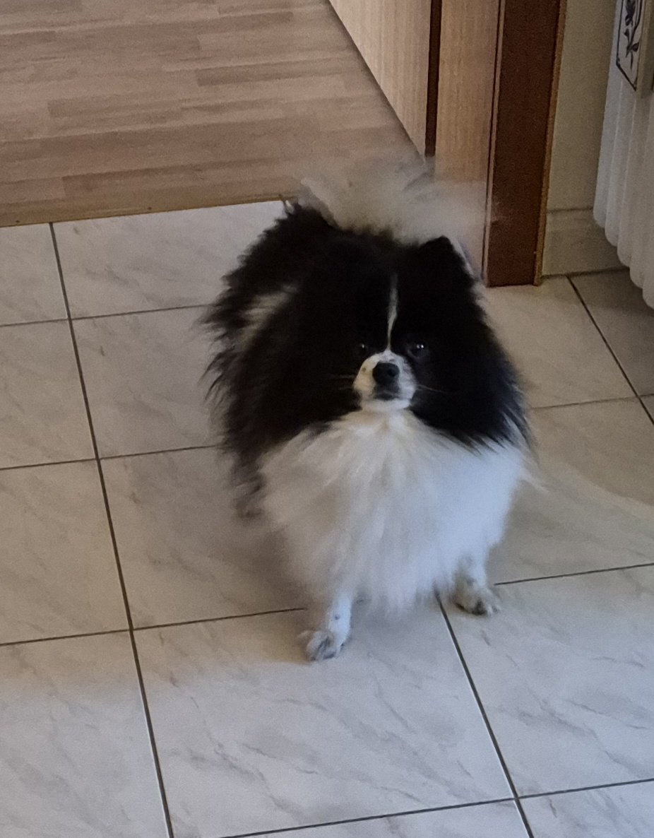 Liebe Freunde, ich bin jetzt 10
Ich hoff, wir werden uns alle sehn
Auf meiner Party heut Abend spät,
Wir werden feiern, bis nix mehr geht 🥳🥳