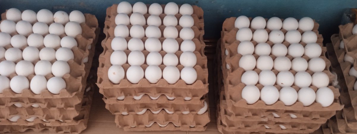 Recibimos en nuestras unidades de nuestro municipio de #MantuadeCuba el huevo 🥚🥚 por embarazada y crónicas de la infancia...
#ComercioDelPueblo