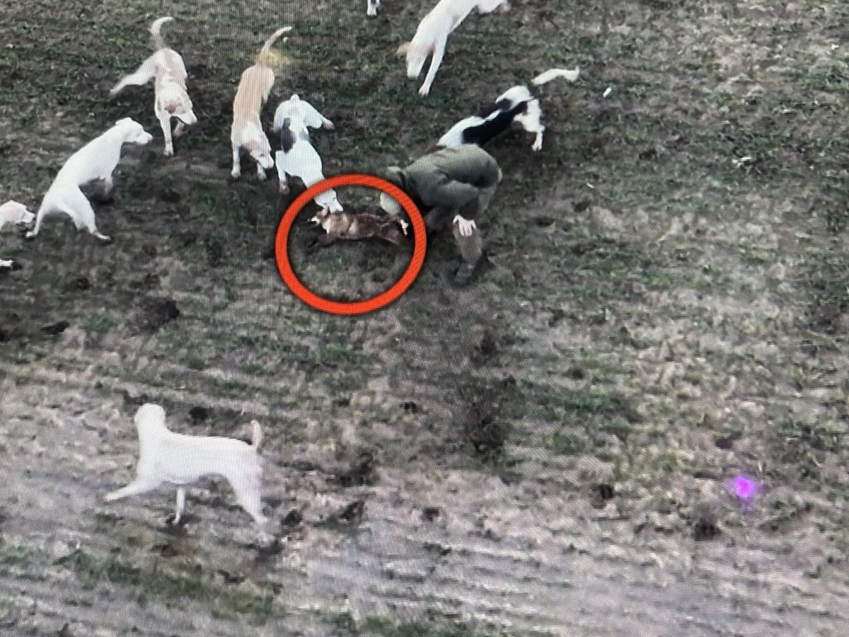 Probably on tonight’s ⁦<a href="/Channel4News/">Channel 4 News</a>⁩ - special investigation into why trail hunting can’t or won’t get its house in order - so now faces a govt ban…