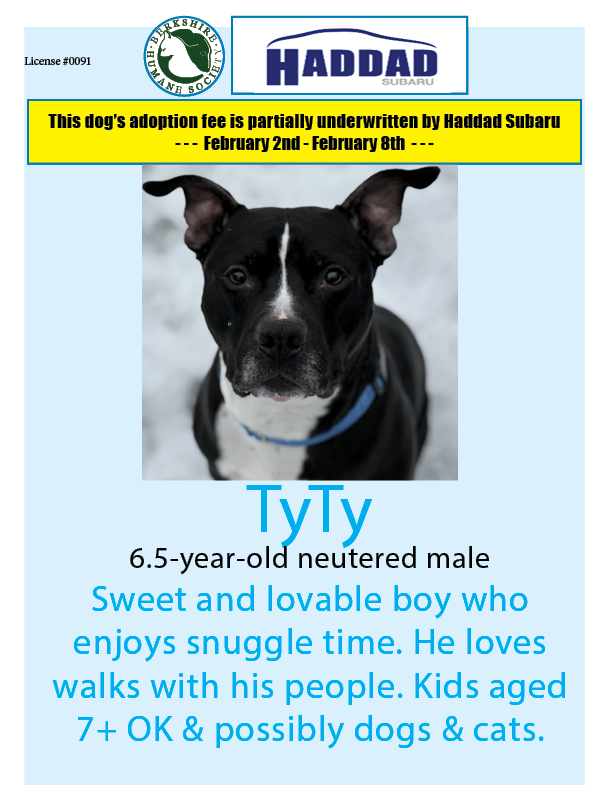 TyTy is our <a href="/HaddadSubaru/">Haddad Subaru</a> #dogoftheweek - if you adopt him by 2/8, a portion of his adoption fee will be underwritten by Subaru!
#adoptadog
berkshirehumane.org/adopt/dogs/
