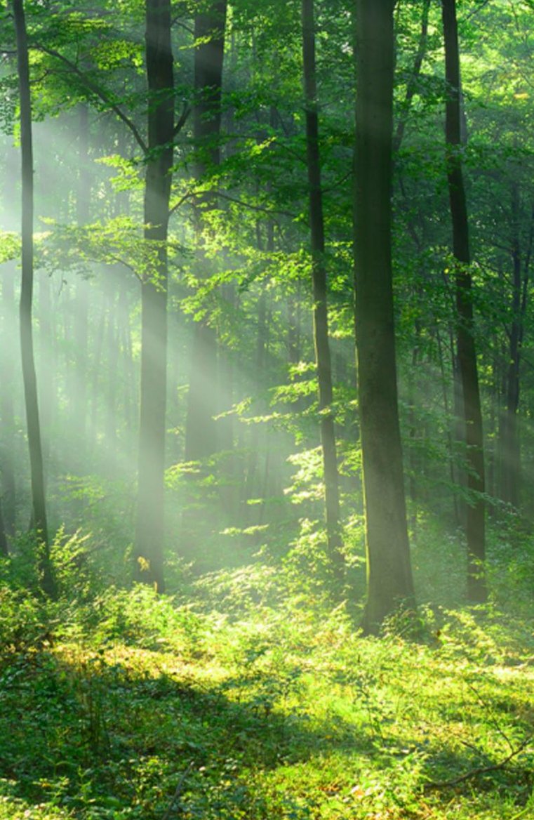 Senyla's tweet image. 恋人は広いです 🦷