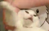 ShimShima12's tweet photo. @edmundmcmillen Looking through more photos of him does have me tearing uo (including the one cropped image of his face that became a running gag in my friend group for a while.) https://t.co/3DNKZ2AGJ5