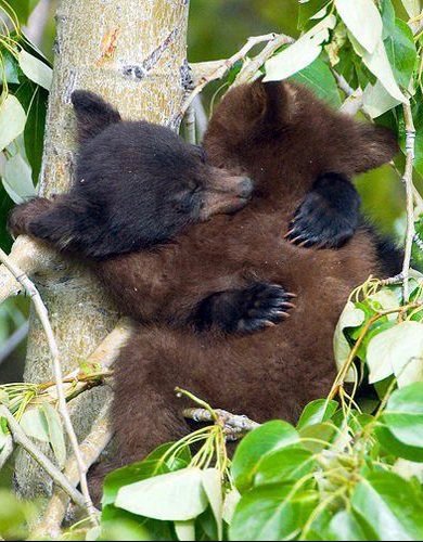 Day 214
Frededdy as bears