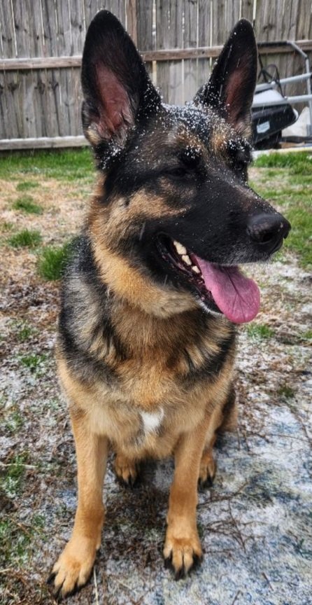 Caroline tweet media