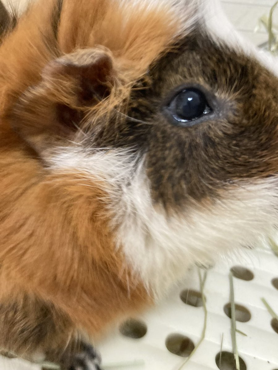 3dm_okan's tweet image. もる吉と申す
我なりにどアップ
 #TLにモルモットのドアップ画像をあげて人々を幸せにしよう計画