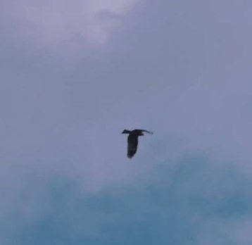 gititsagiv's tweet image. 嬉しい子供 🌵