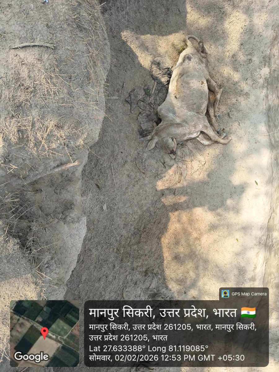 ShyamjeeSh27893's tweet photo. ब्लाक सकरन की ग्राम पंचायत मानपुर सिकरी के ग्राम पंचायत सचिव व ग्राम पंचायत प्रधान की मिली भगत से मानपुर गौशाला बनी मृत्यु शाला अगर यही रवैया रहा तो जल्द ही विश्व हिंदू परिषद बजरंग दल ब्लाक परिसर में बहुत बड़ा धरना प्रदर्शन करेगा
@CMOfficeUP 
@dm_sitapur 
@CdoSitapur 
@BdoSakran https://t.co/nEChocyM6e