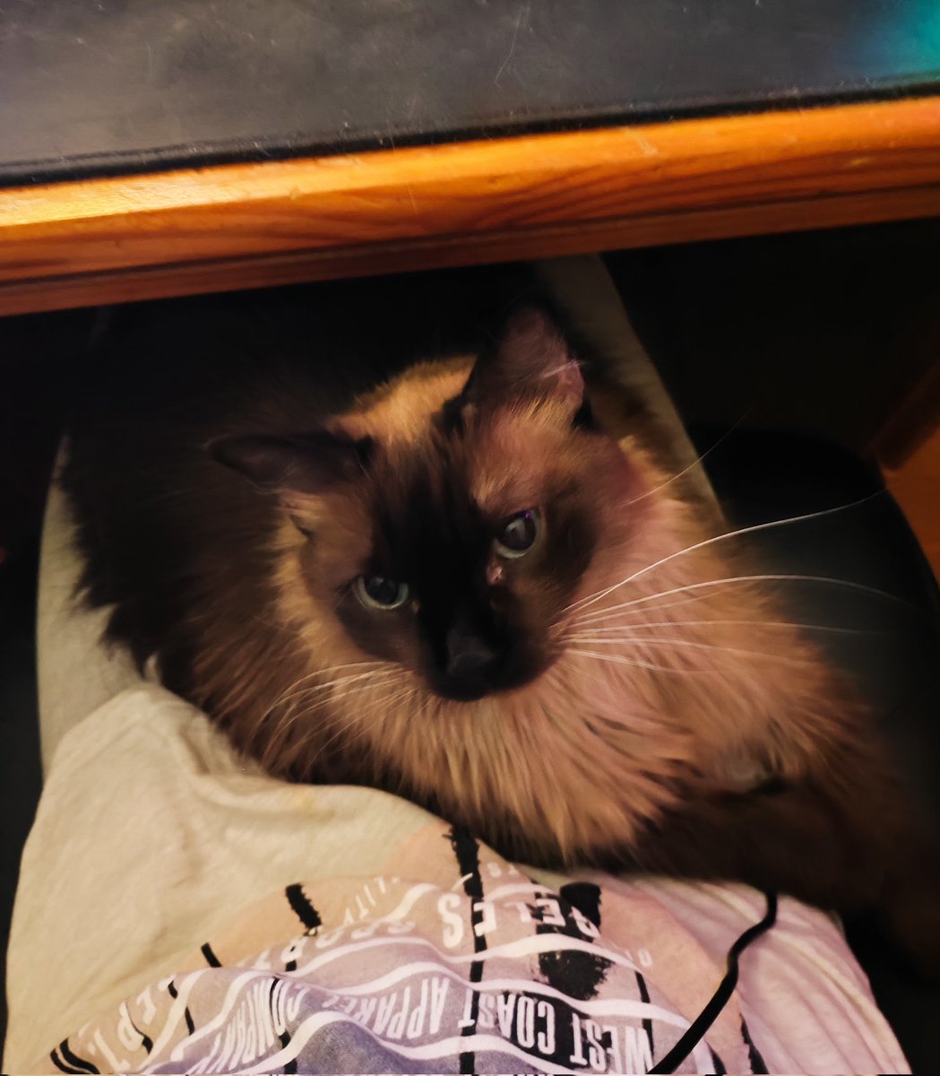 Pickle97x 🐈 tweet media