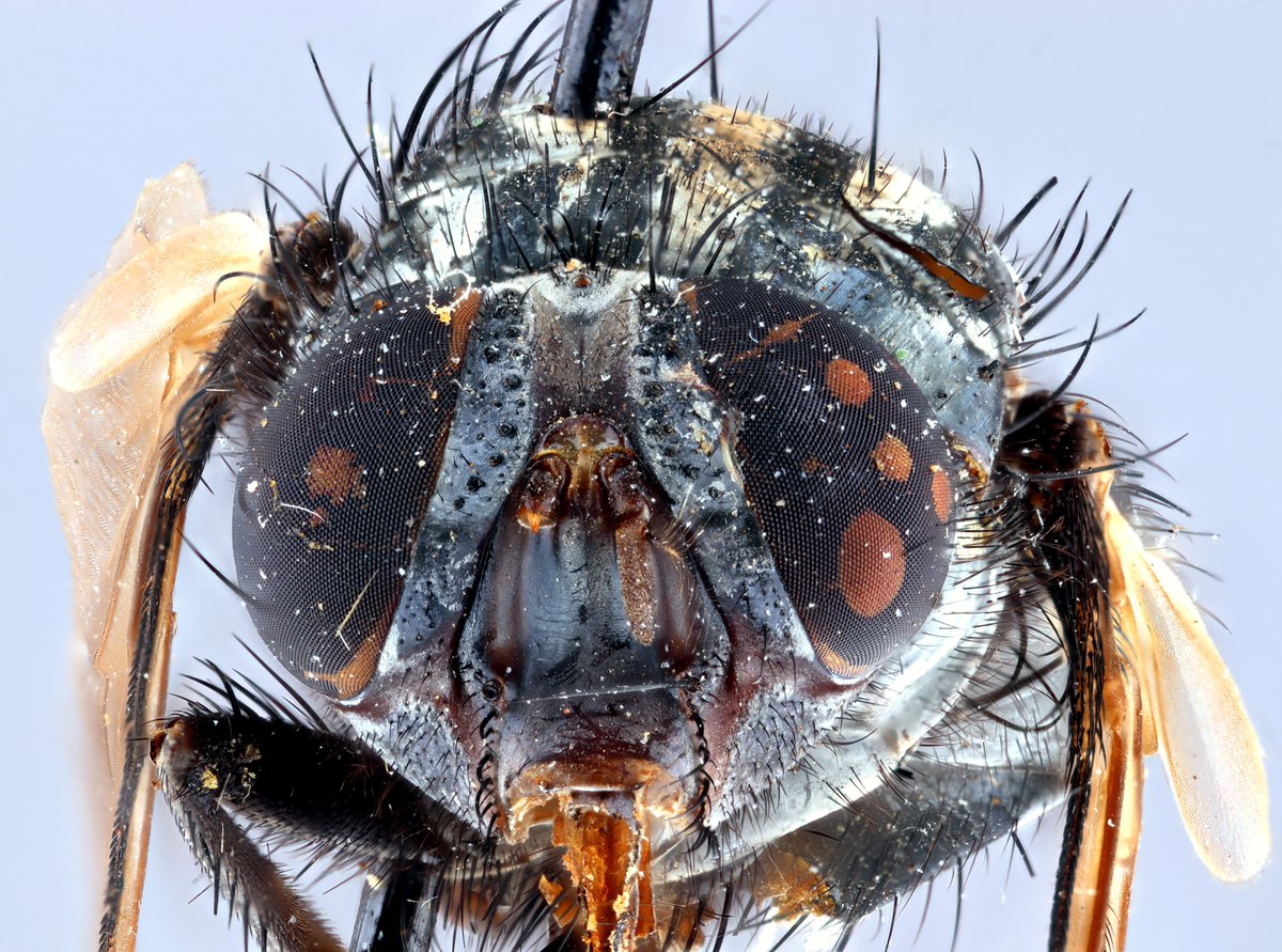 bendipto's tweet image. bendlf
@bendipto
What a shiny girl! Mind if I post a museum specimen? (Not as cool as moving target, but gets better detail) Isomyia sp., 105 yrs old from DR Congo. Compressed copy of 68-image stack with steps of roughly 180 micrometers using Canon EOS 850D 65mm 1/125sec  ISO100