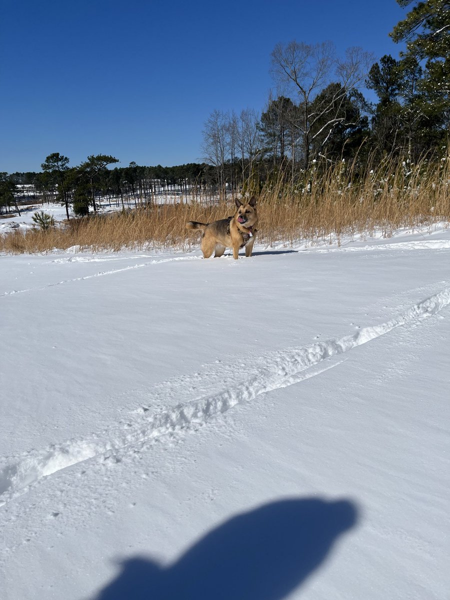 Camulus College (Hs Post Graduate Program) tweet media