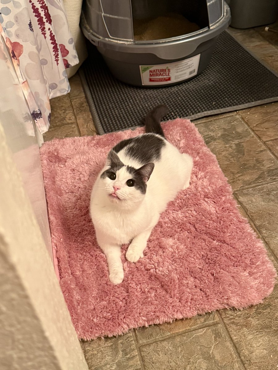 feederofcats's tweet image. Wonton thinks the new bathroom rug is for her because it's pink