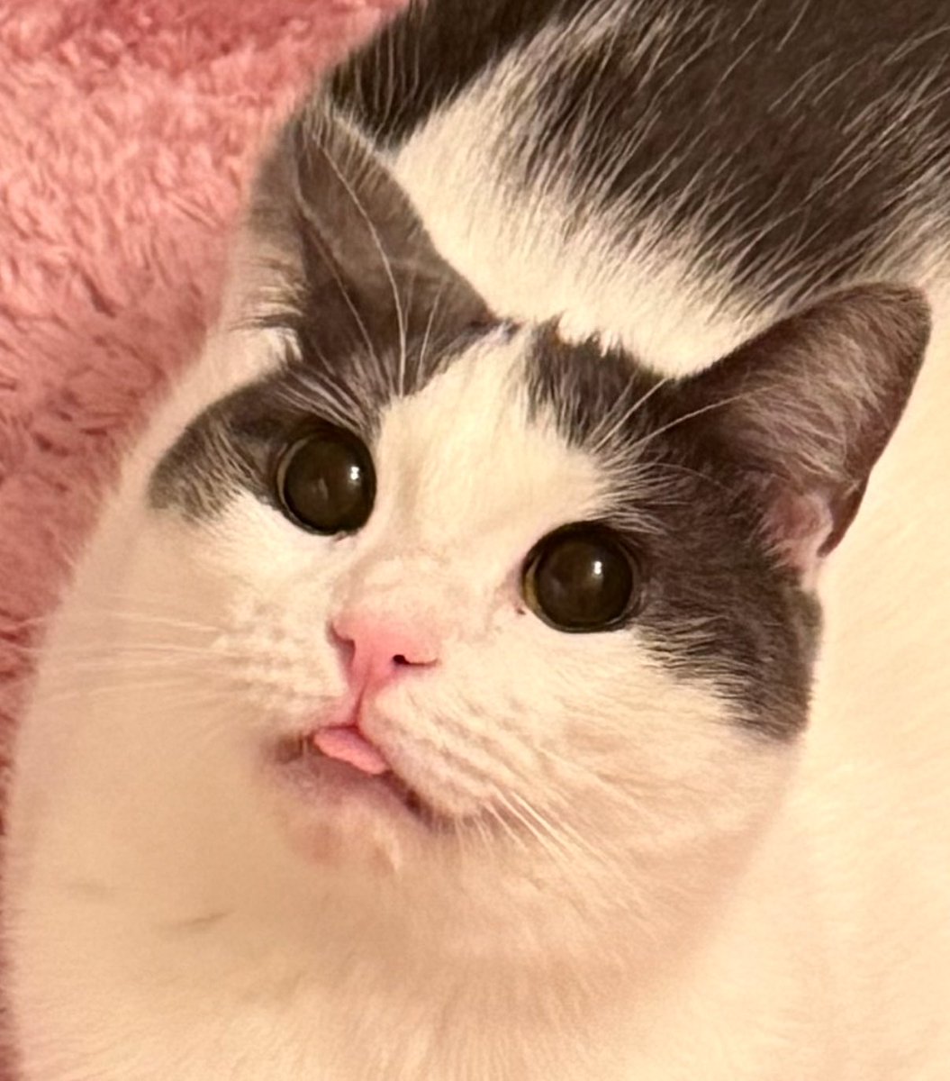 feederofcats's tweet image. Wonton thinks the new bathroom rug is for her because it's pink