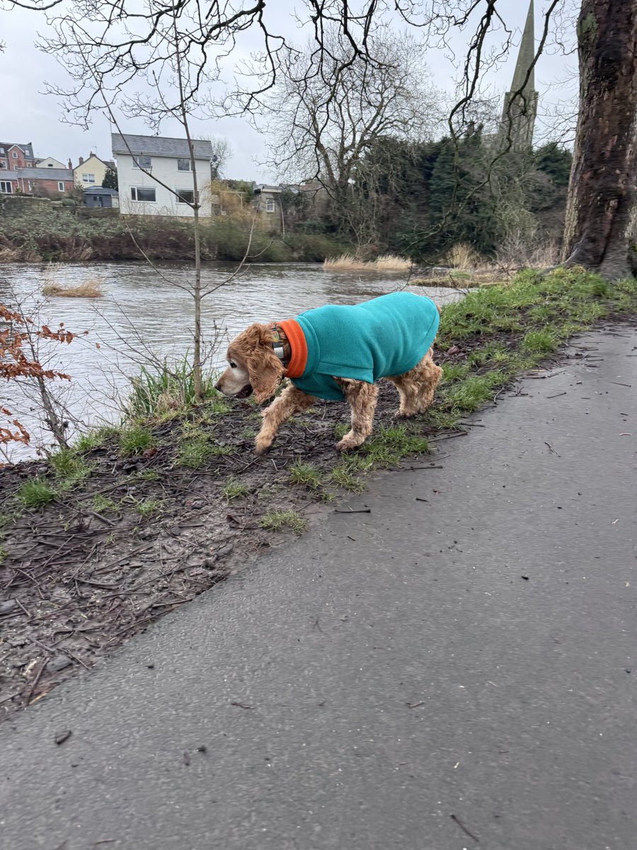 SpanielsSuper's tweet photo. @HGrafdad Sadly not!๐ฅบ
After the rough seas palm oil has been washed up on the beaches & one of usโฆโฆ #NotBat would hoover it up with enthusiasm ๐
We went to the riverside at Morpeth https://t.co/K9Dtsl2jU1